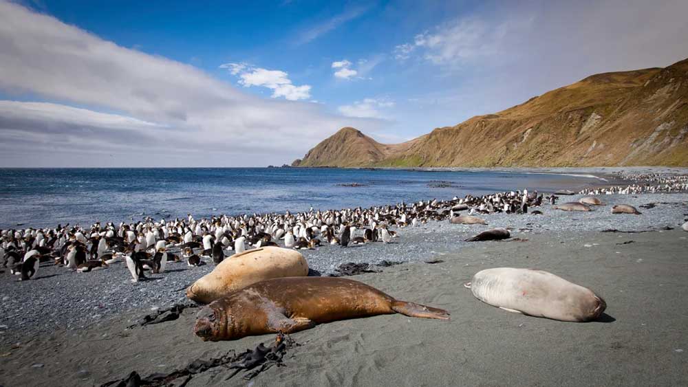 Macquarie Island Macquarie Island